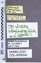 Etikette zu Selatosomus Selatosomus semimetallicus (Walker, 1866) (NHMW-ZOO-COL-0008344)